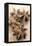 Star Anise-Neil Overy-Framed Premier Image Canvas