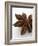 Star Anise-Herbert Lehmann-Framed Photographic Print