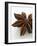 Star Anise-Herbert Lehmann-Framed Photographic Print