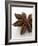 Star Anise-Herbert Lehmann-Framed Photographic Print