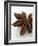 Star Anise-Herbert Lehmann-Framed Photographic Print