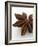 Star Anise-Herbert Lehmann-Framed Photographic Print