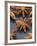 Star Anise-Winfried Heinze-Framed Photographic Print