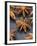 Star Anise-Winfried Heinze-Framed Photographic Print