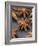 Star Anise-Winfried Heinze-Framed Photographic Print