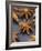 Star Anise-Winfried Heinze-Framed Photographic Print