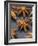 Star Anise-Winfried Heinze-Framed Photographic Print