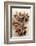 Star Anise-Neil Overy-Framed Photographic Print