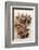 Star Anise-Neil Overy-Framed Photographic Print