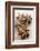 Star Anise-Neil Overy-Framed Photographic Print