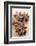 Star Anise-Neil Overy-Framed Photographic Print