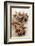 Star Anise-Neil Overy-Framed Photographic Print