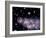 Star Birth In the Early Universe-null-Framed Photographic Print