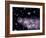 Star Birth In the Early Universe-null-Framed Photographic Print