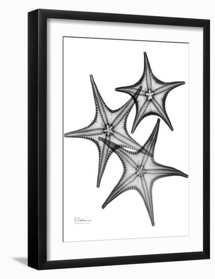 Star Fish Burst Triple-Albert Koetsier-Framed Art Print