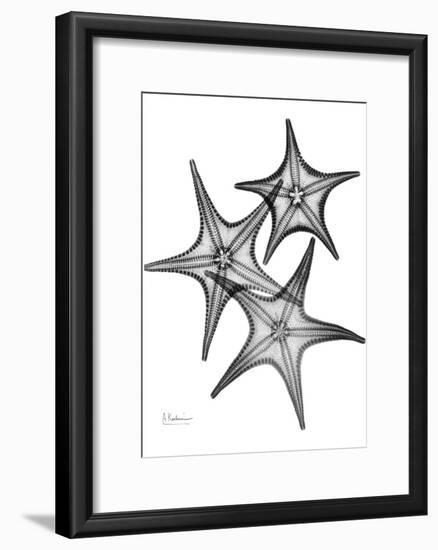 Star Fish Burst Triple-Albert Koetsier-Framed Art Print