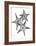 Star Fish Burst Triple-Albert Koetsier-Framed Art Print