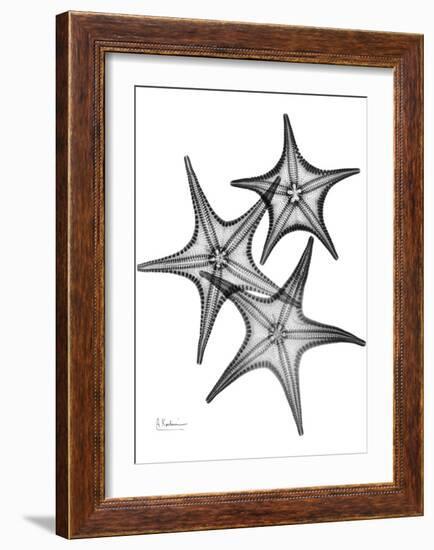 Star Fish Burst Triple-Albert Koetsier-Framed Art Print