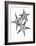 Star Fish Burst Triple-Albert Koetsier-Framed Art Print