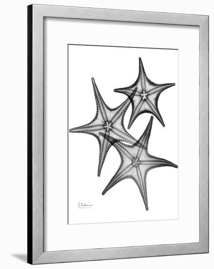 Star Fish Burst Triple-Albert Koetsier-Framed Art Print