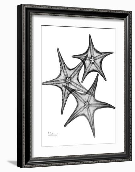 Star Fish Burst Triple-Albert Koetsier-Framed Art Print
