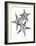 Star Fish Burst Triple-Albert Koetsier-Framed Art Print