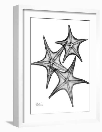 Star Fish Burst Triple-Albert Koetsier-Framed Art Print