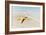 Star Fish Line of Surf-Mary Lou Johnson-Framed Art Print