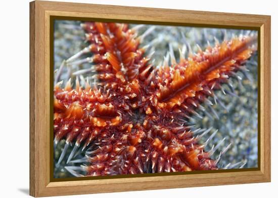 Star Fish-Carrie Webster-Framed Premier Image Canvas