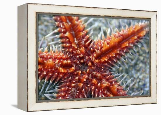 Star Fish-Carrie Webster-Framed Premier Image Canvas