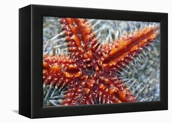 Star Fish-Carrie Webster-Framed Premier Image Canvas