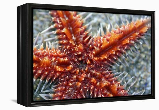 Star Fish-Carrie Webster-Framed Premier Image Canvas