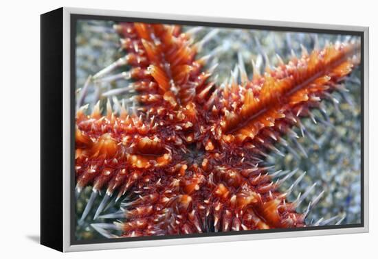 Star Fish-Carrie Webster-Framed Premier Image Canvas