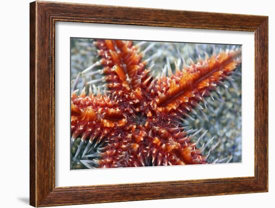 Star Fish-Carrie Webster-Framed Photographic Print