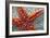 Star Fish-Carrie Webster-Framed Photographic Print