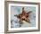 Star Fish-Sydney Edmunds-Framed Giclee Print