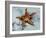 Star Fish-Sydney Edmunds-Framed Giclee Print