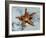 Star Fish-Sydney Edmunds-Framed Giclee Print