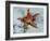 Star Fish-Sydney Edmunds-Framed Giclee Print