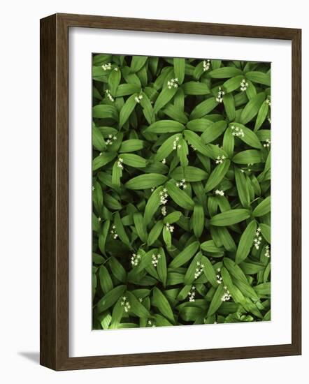 Star-flower Solomon's seal, Mt. Baker, Snoqualmie National Forest, Washington, USA-Charles Gurche-Framed Photographic Print