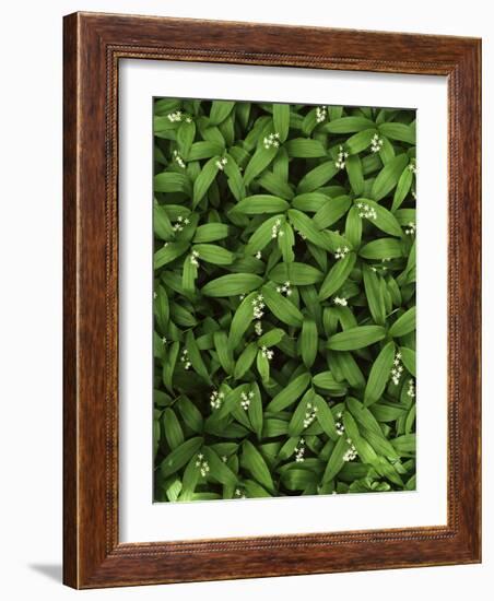 Star-flower Solomon's seal, Mt. Baker, Snoqualmie National Forest, Washington, USA-Charles Gurche-Framed Photographic Print