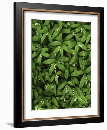 Star-flower Solomon's seal, Mt. Baker, Snoqualmie National Forest, Washington, USA-Charles Gurche-Framed Photographic Print