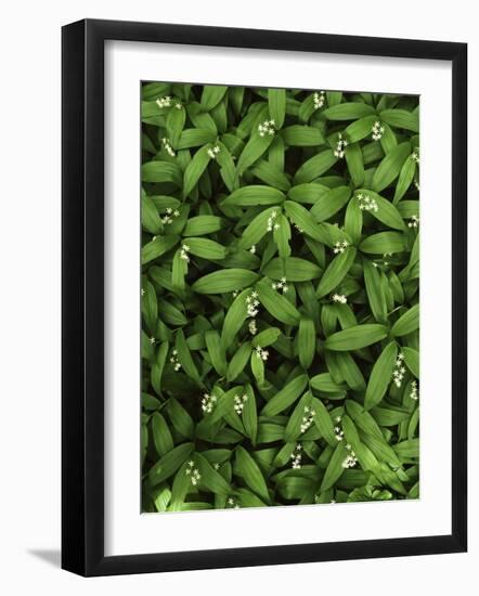 Star-flower Solomon's seal, Mt. Baker, Snoqualmie National Forest, Washington, USA-Charles Gurche-Framed Photographic Print