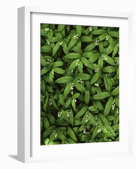 Star-flower Solomon's seal, Mt. Baker, Snoqualmie National Forest, Washington, USA-Charles Gurche-Framed Photographic Print