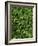 Star-flower Solomon's seal, Mt. Baker, Snoqualmie National Forest, Washington, USA-Charles Gurche-Framed Photographic Print