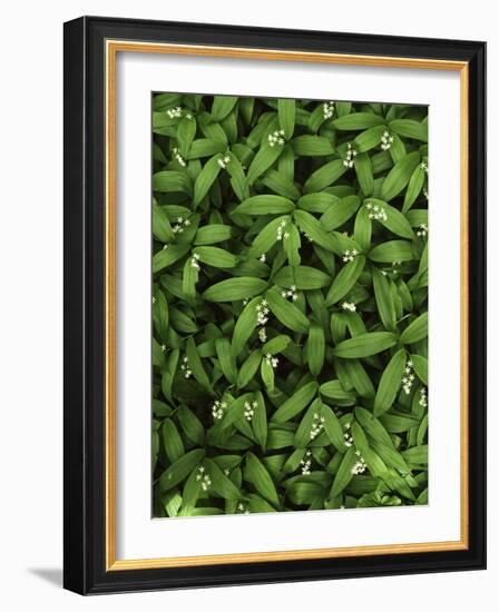 Star-flower Solomon's seal, Mt. Baker, Snoqualmie National Forest, Washington, USA-Charles Gurche-Framed Photographic Print