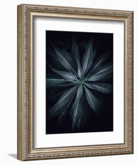 Star Flower-Design Fabrikken-Framed Photographic Print