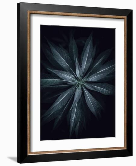 Star Flower-Design Fabrikken-Framed Photographic Print