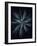 Star Flower-Design Fabrikken-Framed Photographic Print