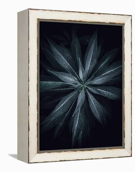 Star Flower-Design Fabrikken-Framed Premier Image Canvas